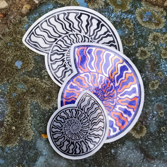 Ammonite 3-Pack